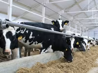 母牛, Holstein breed — 照片 1
