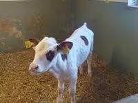 गाय, Simmental cattle — फ़ोटो 1