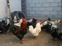براهما — الصورة 4