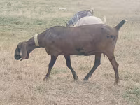 Keçi, Nubian Goat — foto 3