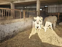 بقرة, Charolais cattle — الصورة 4