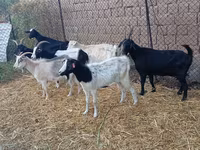Ziegenbock, Saanen goat — Foto 2
