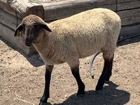 Koç, Hampshire sheep — foto 5