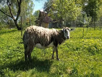 Keçi, Kejobong goat — foto 1