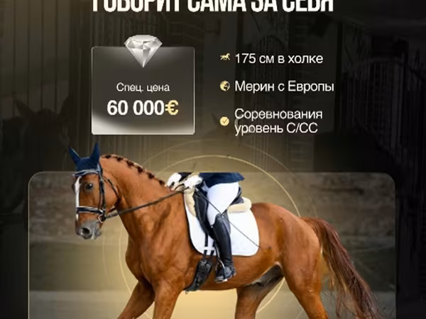 公马, Friesian sport horse
