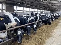 Cow, Holstein breed — photo 4