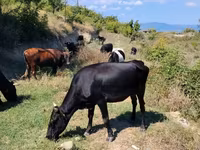 İnek, Sığır — foto 3