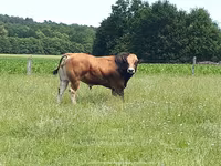 Bulle, Partenaise cattle — Foto 5
