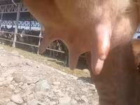 Vaca, Raza Alatau — foto 6