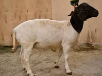 كبش, Dorper sheep — الصورة 1