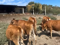 İnek, Jersey ırkı — foto 1