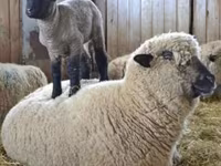 Koç, Hampshire sheep — foto 5