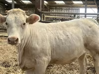 İnek, Charolais cattle — foto 1