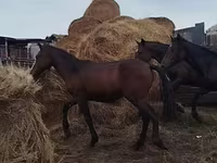घोड़ा, Horse breed — फ़ोटो 7