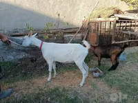 Keçi, Saanen goat — foto 6