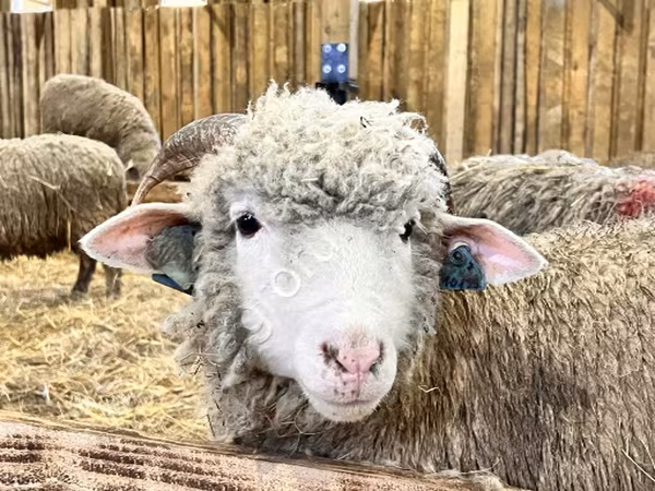 भेड़, Kuibyshev sheep