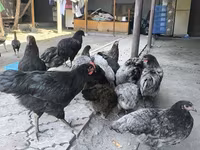 Australorp — photo 1