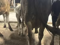 Vaca, Ukrainian Brown Dairy Cattle — foto 4