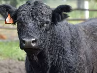 Vaca, Simmental cattle — foto 7