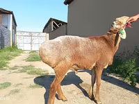 公羊, Agin sheep — 照片 4