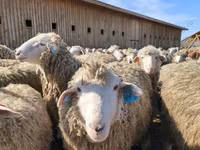公羊, Dorset horn sheep — 照片 5