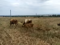 सांड, मवेशी — फ़ोटो 3