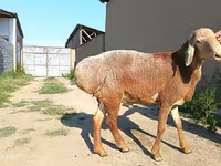公羊, Agin sheep — 照片 5