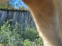 İnek, Sığır — foto 5