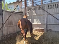 حصان, Arabian horse — الصورة 5