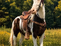 Caballo, Appaloosa — foto 2
