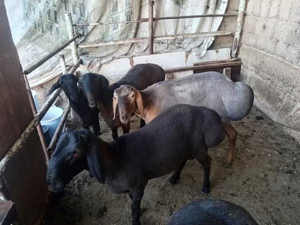 Widder, Rhon sheep