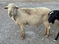 Koç, Hampshire sheep — foto 6