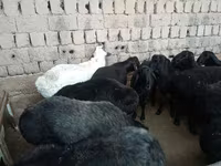 كبش, Rhon sheep — الصورة 3