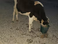 सांड, Swiss cattle — फ़ोटो 4