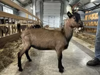 Oğlak, Alpine goat — foto 2