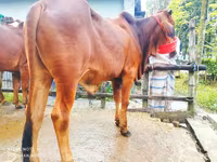 सांड, मवेशी — फ़ोटो 3
