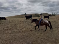 حصان, Horses of Sable Island — الصورة 6