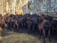 Ram, Hissar sheep — photo 4
