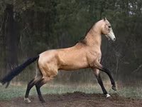 घोड़ा, Akhal-Teke — फ़ोटो 2