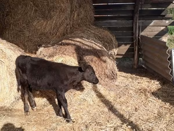 Toro, Ganado vacuno