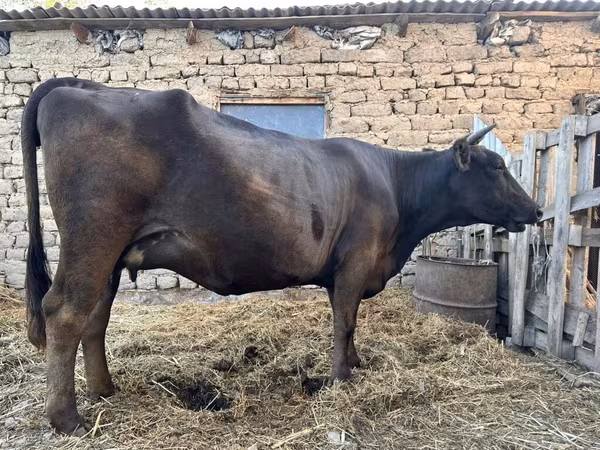 İnek, Ukrainian Brown Dairy Cattle