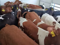 公牛, Cattle — 照片 2