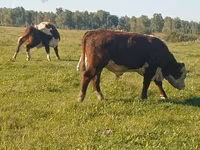 Boğa, Yaroslavl cattle — foto 4