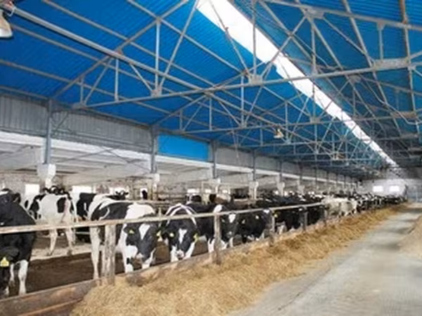 Holstein ırkı