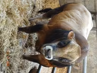 Boğa, Partenaise cattle — foto 1