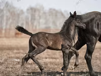 Caballo, Trakehner — foto 2