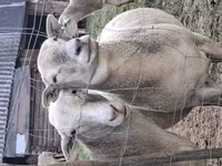 Carnero, Katum sheep — foto 5