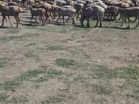 मेढ़ा, Hissar sheep — फ़ोटो 3
