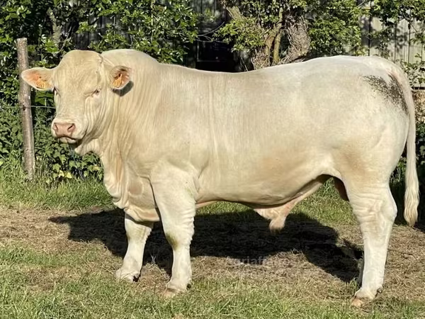 Charolais cattle