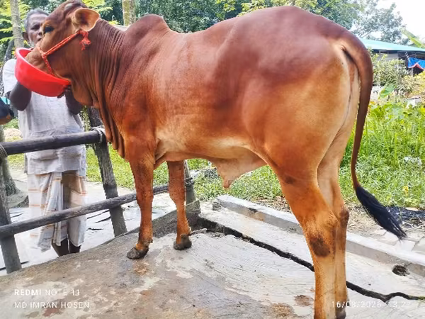 गाय, मवेशी
